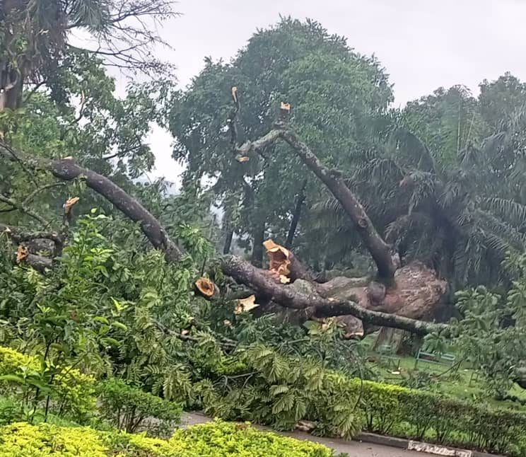 Historic tree under which the 1900 Buganda Agreement was signed collapses at Kyambogo University